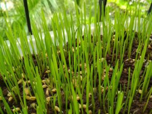 Wheatgrass Wheatgrass