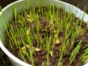 Wheatgrass Wheatgrass