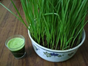 Wheatgrass Wheatgrass