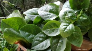 Malabar Spinach