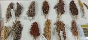 jowar Varieties