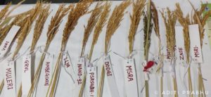 Wheat Varieties