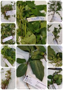 wild food fest