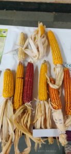 maize