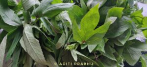 Read more about the article Gongura Greens: A Forgotten Adaptogen