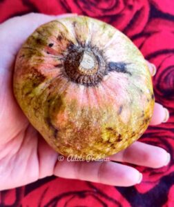 Read more about the article Ramphal: The lesser-known bullock heart fruit