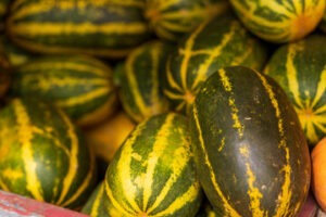 Read more about the article Madras Cucumber and its powerful benefits